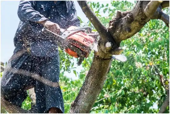 tree services Mingoville